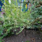 2 Salixboompjes gratis., Ophalen, Overige soorten