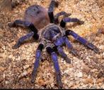 Sazimai Tarantula, Dieren en Toebehoren, Spin of Schorpioen