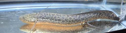Marmer longvis, Dieren en Toebehoren, Vissen | Aquariumvissen, Zoetwatervis, Vis