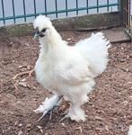 Zijdehoen haan, Dieren en Toebehoren, Mannelijk, Kip