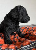 Labradoodle Pups (Australian), Dieren en Toebehoren, Honden | Retrievers, Spaniëls en Waterhonden, Overige rassen, 8 tot 15 weken