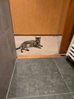 Mooie charcoal poes bengaal, Dieren en Toebehoren, Poes