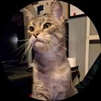 Happy zoekt een nieuw thuis ...., Dieren en Toebehoren, Katten en Kittens | Overige Katten, Poes, Kortharig, 6 jaar of ouder
