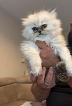 Perzische langhaar kittens te koop moeder met stamboom, Dieren en Toebehoren, Katten en Kittens | Raskatten | Korthaar, Meerdere dieren