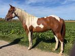 Paint horse ruin Tobiano Vos 2,5 jaar, Dieren en Toebehoren, Paarden, Minder dan 160 cm, Gechipt, Ruin, 0 tot 2 jaar
