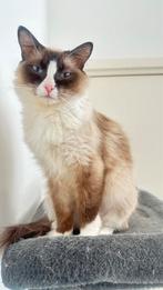 Ragdoll kitten / poes, Dieren en Toebehoren, Katten en Kittens | Raskatten | Langhaar, Poes