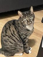 Poesjes, Dieren en Toebehoren, Katten en Kittens | Overige Katten, Poes