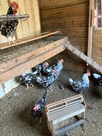 10 bonte Leghorn, Dieren en Toebehoren, Pluimvee, Vrouwelijk, Kip