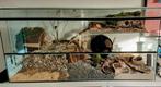 Terrarium hamster/cavia verblijf, Kooi, Minder dan 60 cm, Ophalen of Verzenden, 75 tot 110 cm