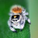 springspin || phidippus regius "soroa" || spin, Dieren en Toebehoren, Spin of Schorpioen