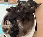 Kittens, moeder York Chocolate, zindelijk, gesocialiseerd, Poes, Ontwormd