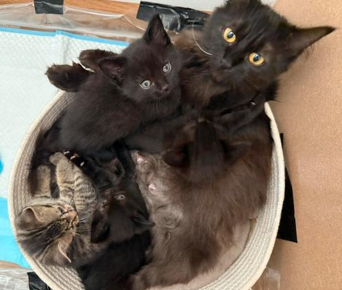 Kittens, moeder York Chocolate, zindelijk, gesocialiseerd, Dieren en Toebehoren, Katten en Kittens | Raskatten | Korthaar, Poes