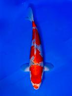 VHQ Jumbo Tosai Goshiki 35-40cm Japanse koi, Karper of Koi