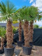 MOOIE DIKKE GOED GEWORTELDE WINTERHARDE TRACHYCARPUS PALMEN, In pot, Halfschaduw, Ophalen of Verzenden, 100 tot 250 cm