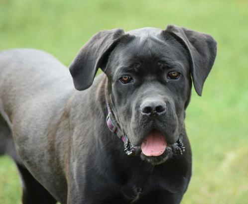 CANE CORSO beautiful female 10 months old | FCI pedigree, Dieren en Toebehoren, Honden | Bulldogs, Pinschers en Molossers, Teef