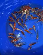 Prachtige mooie go-sanke van odakan tosai, Dieren en Toebehoren, Karper of Koi