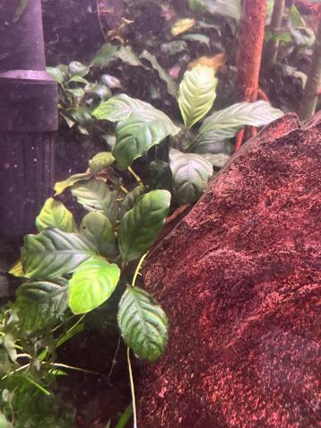 Anubias coffeefolia beschikbaar voor biedingen