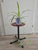 Kamerplant, Ophalen, Halfschaduw, Minder dan 100 cm