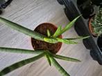 Sansevieria cylindrica ( handshake ) zie foto, Groene kamerplant, Ophalen of Verzenden, Overige soorten, Minder dan 100 cm