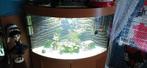 Goudvissen / sluier staarten inc juwel aquarium met meubel, Dieren en Toebehoren, Ophalen, Zo goed als nieuw, Overige typen
