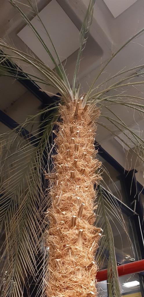 2 mooie palmbomen (meer dan 3 meter!) voor je eigen tropen, Huis en Inrichting, Kamerplanten, Palm, 200 cm of meer, Groene kamerplant