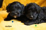 Mooie kruising maltipoo pups., Nederland, Parvo, Overige rassen, 8 tot 15 weken