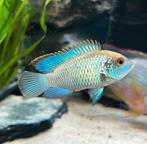 Blue Acara Cichliden