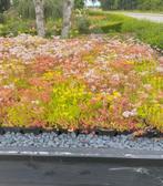 Sedum plat dak pakket kompleet bij afhalen €5,00 korting m2, Ophalen of Verzenden, Bodembedekkers, Volle zon