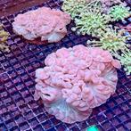 Fox Koralen Nemenzophyllia turbida | Zeeaquarium Koraal, Overige typen, Zoutwatervis