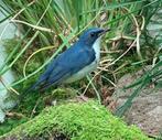Siberische blauwe nachtegaal, Dieren en Toebehoren, Vogels | Overige Vogels, Meerdere dieren, Wildzangvogel, Geringd