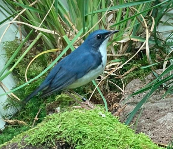 Siberische blauwe nachtegaal, Dieren en Toebehoren, Vogels | Overige Vogels, Wildzangvogel, Meerdere dieren, Geringd
