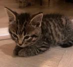 Mooiste kittens ️❤️, Dieren en Toebehoren, Katten en Kittens | Overige Katten, Meerdere dieren, Kortharig, 0 tot 2 jaar