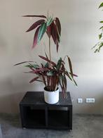 Grote kamerplant CALATHEA, Ophalen, Overige soorten
