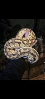 Koningspython - ball python- python regius, Dieren en Toebehoren, Reptielen en Amfibieën, Slang, 0 tot 2 jaar