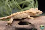 Wimpergekko Yellow phantom, Dieren en Toebehoren, Hagedis, 0 tot 2 jaar