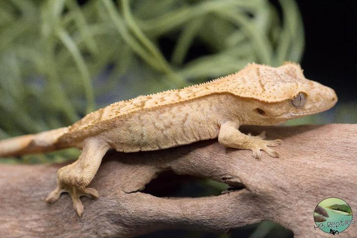 Wimpergekko Yellow phantom, Dieren en Toebehoren, Reptielen en Amfibieën, Hagedis, 0 tot 2 jaar