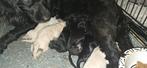 Pups te koop, Parvo, 8 tot 15 weken, Meerdere, Meerdere dieren