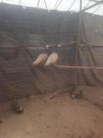 Glans fazant hennen 2025, Dieren en Toebehoren, Pluimvee, Vrouwelijk, Overige soorten