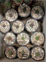 cactus copiapoa, Huis en Inrichting, Kamerplanten, Cactus, Minder dan 100 cm, Bloeiende kamerplant, Volle zon