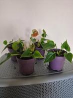Te koop: rode Flamingoplant (Anthurium), Ophalen, Halfschaduw, Minder dan 100 cm