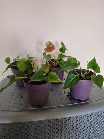 Te koop: rode Flamingoplant (Anthurium) beschikbaar voor biedingen