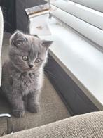 Britse korthaar, Kater