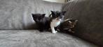 Lieve kittens, Dieren en Toebehoren, Katten en Kittens | Overige Katten, Geslacht onbekend, Kortharig, 0 tot 2 jaar