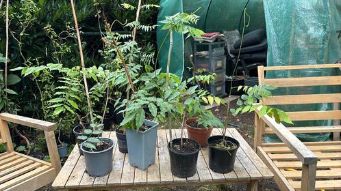 Wisteria- blauwe regen, Tuin en Terras, Planten | Tuinplanten, Klimplanten, Volle zon, Ophalen