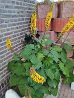 Te koop jonge plantjes  Van de ligularia przewalskii, Ophalen