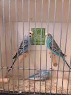 Grasparkieten diverse kleuren, Dieren en Toebehoren, Vogels | Parkieten en Papegaaien, Meerdere dieren, Parkiet