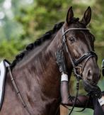 BR Hoofdstel Bolton Zwart incl. teugels met stoppers, Dieren en Toebehoren, Ophalen of Verzenden, Gebruikt, Dressuur