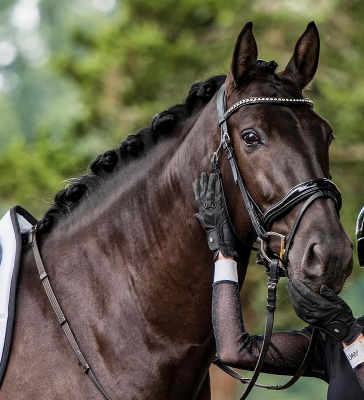 BR Hoofdstel Bolton Zwart incl. teugels met stoppers, Dieren en Toebehoren, Paarden en Pony's | Hoofdstellen en Tuigage, Gebruikt