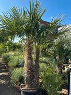 Trachycarpus fortunei palmen, Ophalen