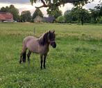 Shet x Konikpony, Dieren en Toebehoren, Pony's, Gechipt, Ruin, Niet van toepassing, A pony (tot 1.17m)